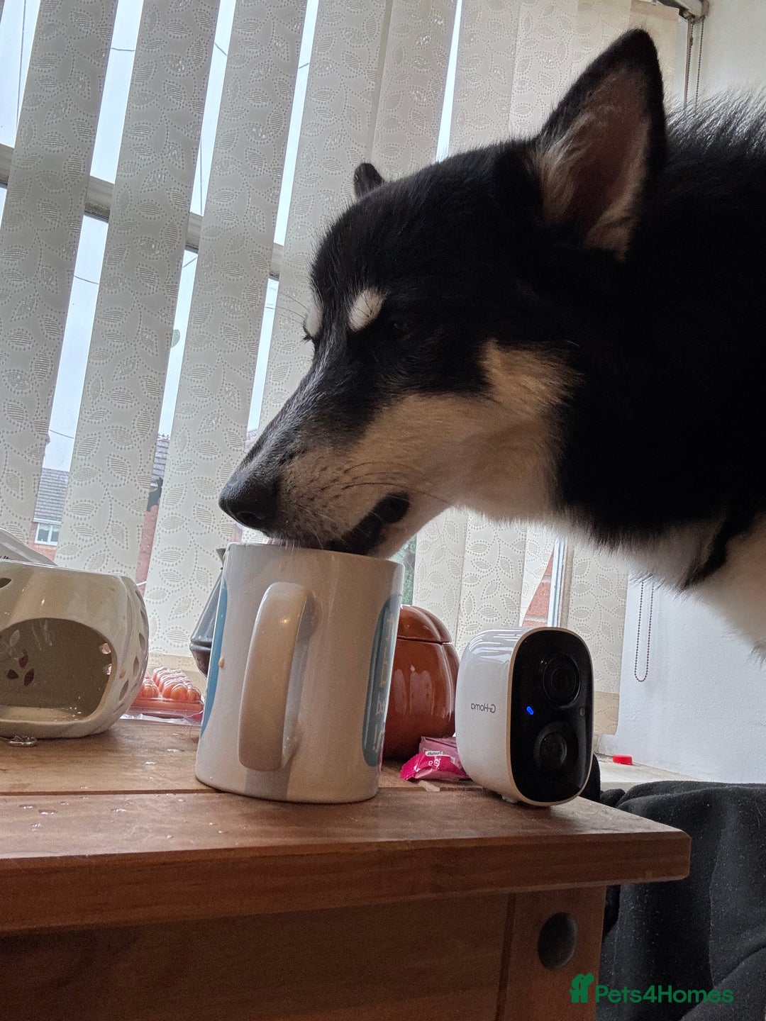 Mixed Breed dogs for sale: Meet Sparks - Image 28