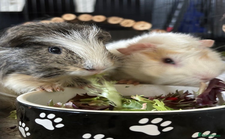 Guinea Pig rodents - Advert 11