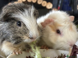 Guinea Pig rodents - Advert 21