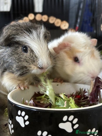 Guinea Pig rodents - Advert 13