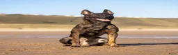 Belgian Shepherd Dog dogs for stud: Dutch herder BRN registered  in Middlesbrough - Advert 2