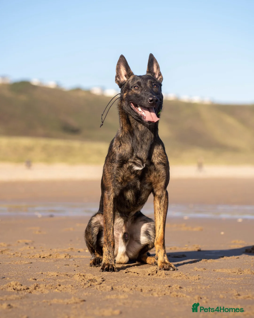 Belgian Shepherd Dog dogs for stud: Dutch herder BRN registered  in Middlesbrough - Advert 2