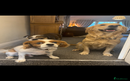 Golden Retriever dogs for sale: TRAINED KC 2YR GENTLE GIRL - Image 5