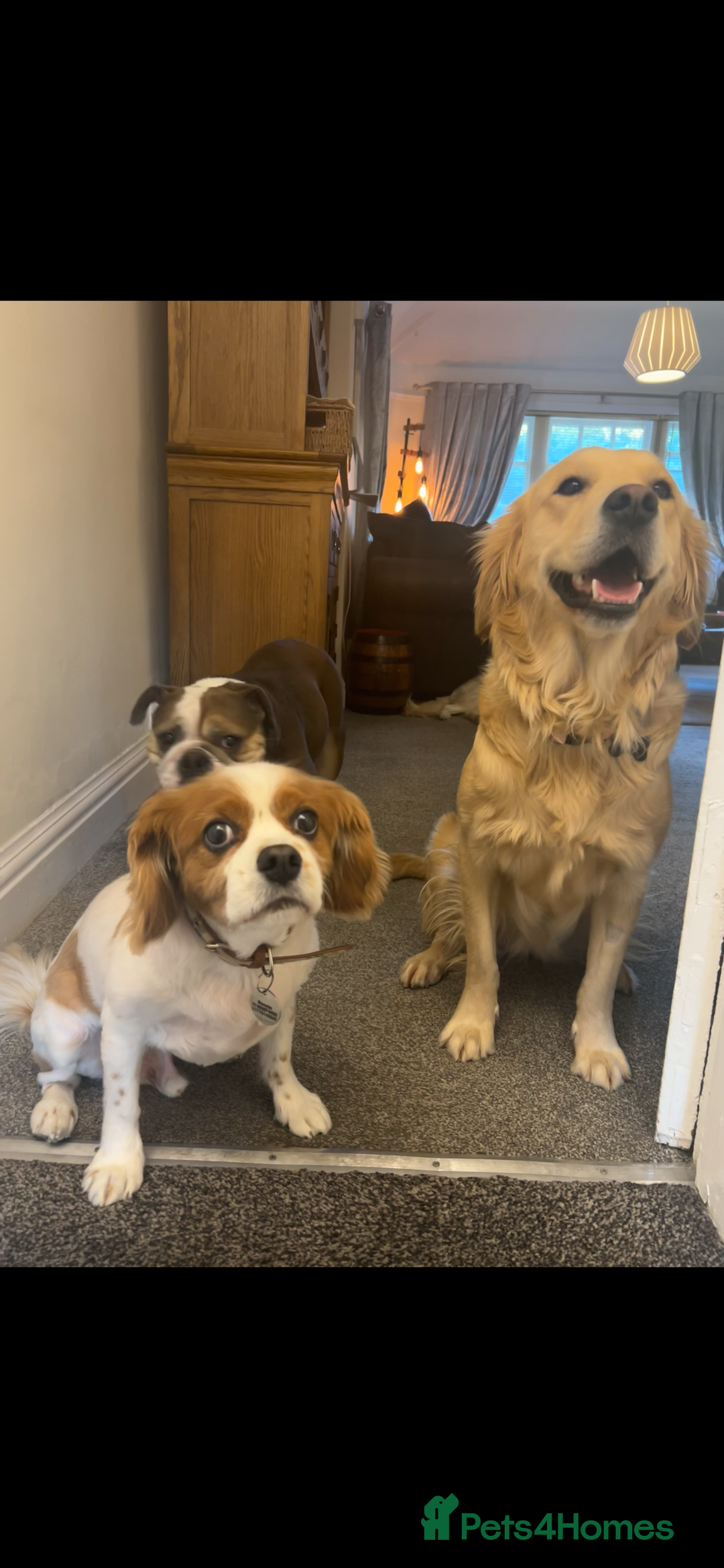 Golden Retriever dogs for sale: TRAINED KC 2YR GENTLE GIRL - Image 5