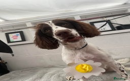 Sprocker dogs for sale: Buddy the Sprocker - Image 1
