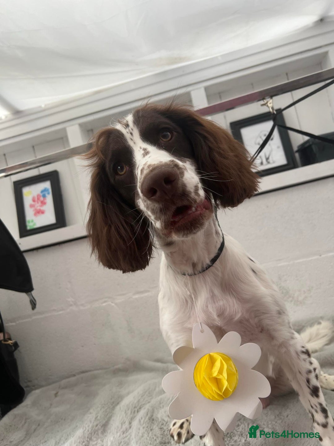 Sprocker dogs for sale: Buddy the Sprocker - Image 1