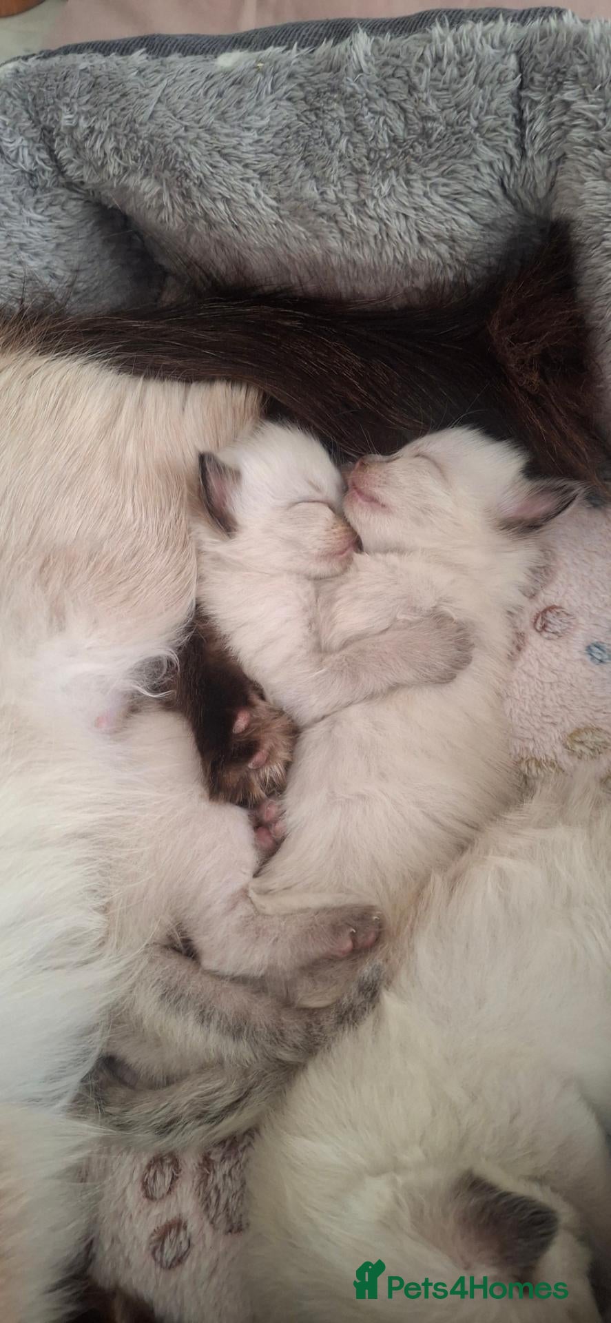 Ragdoll cats 🌸 Purebred Adorable Ragdoll Kittens 🌸 - Advert 14