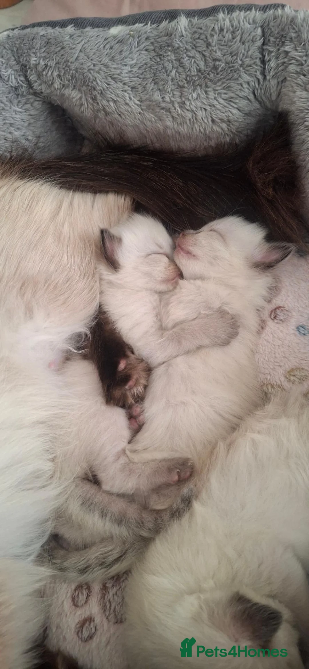 Ragdoll cats for sale: 🌸 Purebred Adorable Ragdoll Kittens 🌸 - Advert 1