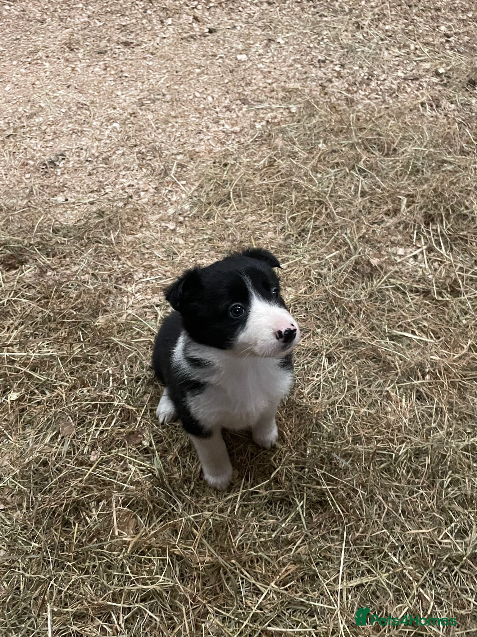 Border Collie dogs Border collie puppy’s  - Advert 2