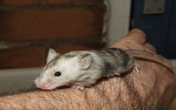 Mouse rodents for sale: Satin, long and short haired varieties  - Image 7