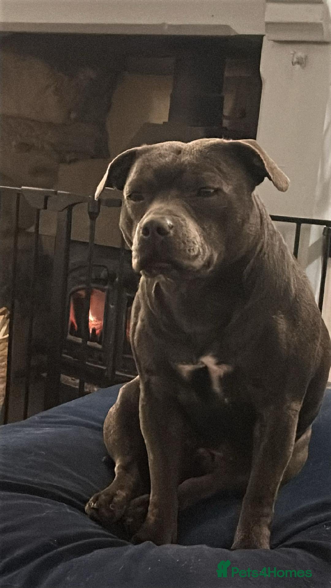 Staffordshire Bull Terrier dogs 🏆 Six Little Legends | Champion Staffords | Devon - Advert 1