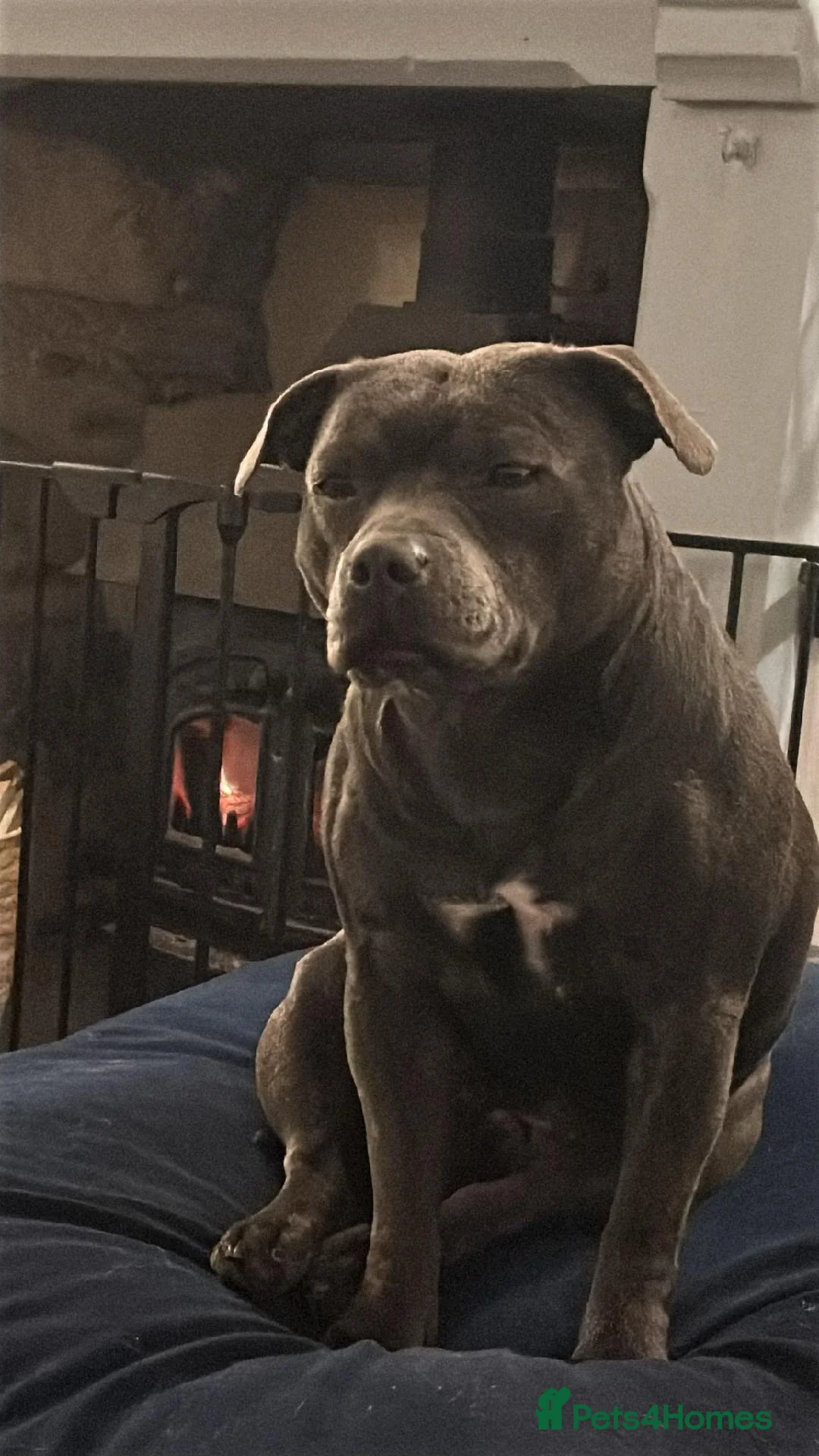 Staffordshire Bull Terrier dogs for sale: 🏆 Six Little Legends | Champion Staffords | Devon in Exeter - Advert 1