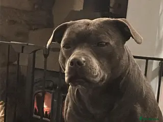 Staffordshire Bull Terrier dogs 🏆 Six Little Legends | Champion Staffords | Devon - Advert 1