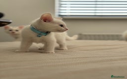 Mixed Breed cats for sale: Mixed breed white kittens  - Image 4