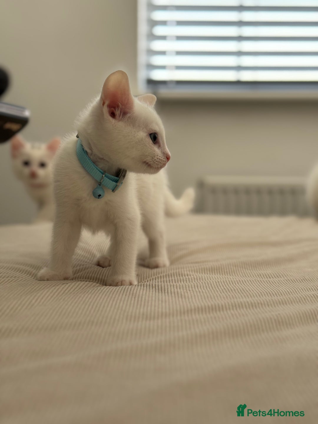 Mixed Breed cats for sale: Mixed breed white kittens  - Image 4
