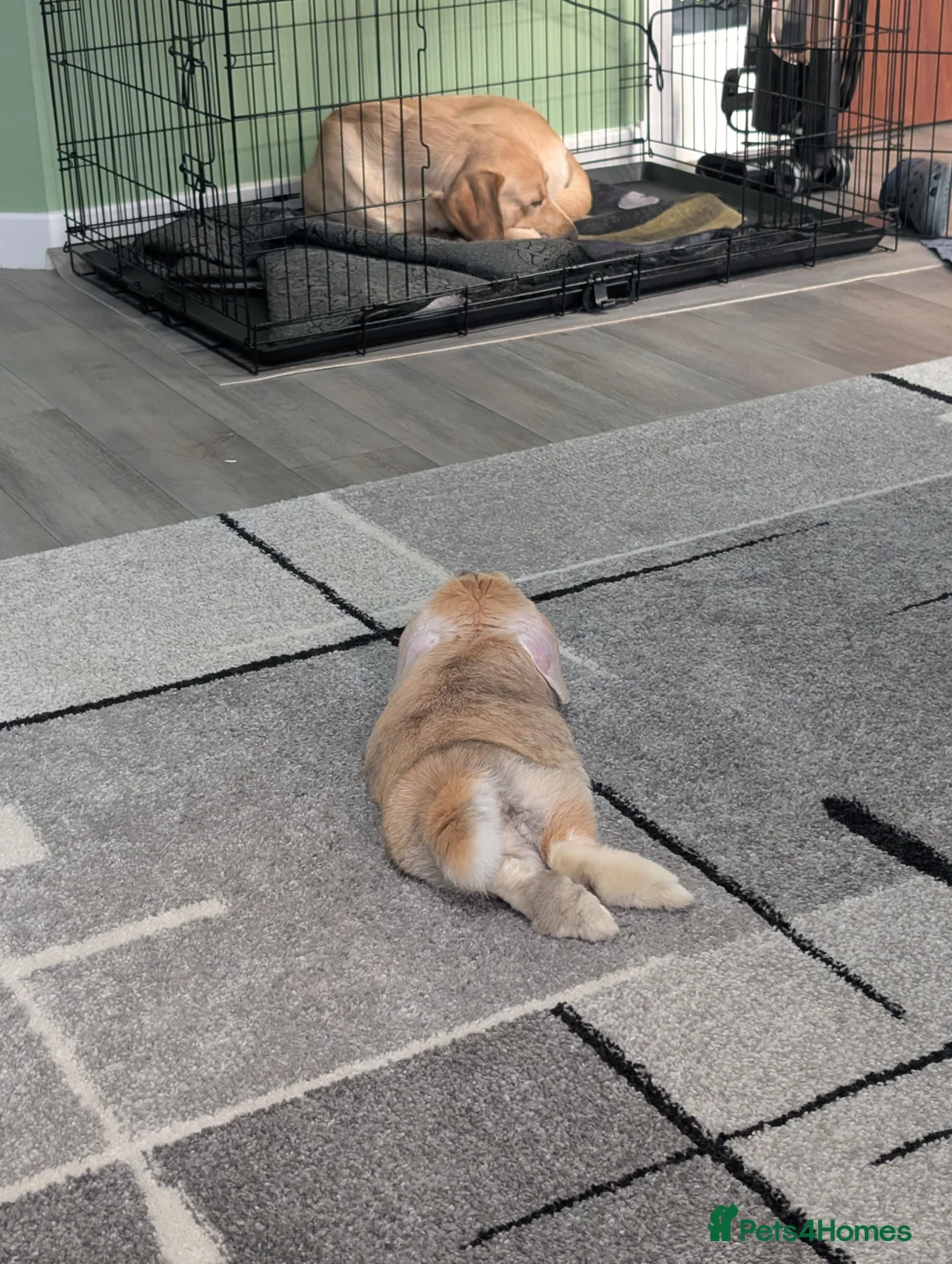 Mini Lop rabbits for sale: Mini lop female rabbit  in Banff - Advert 3