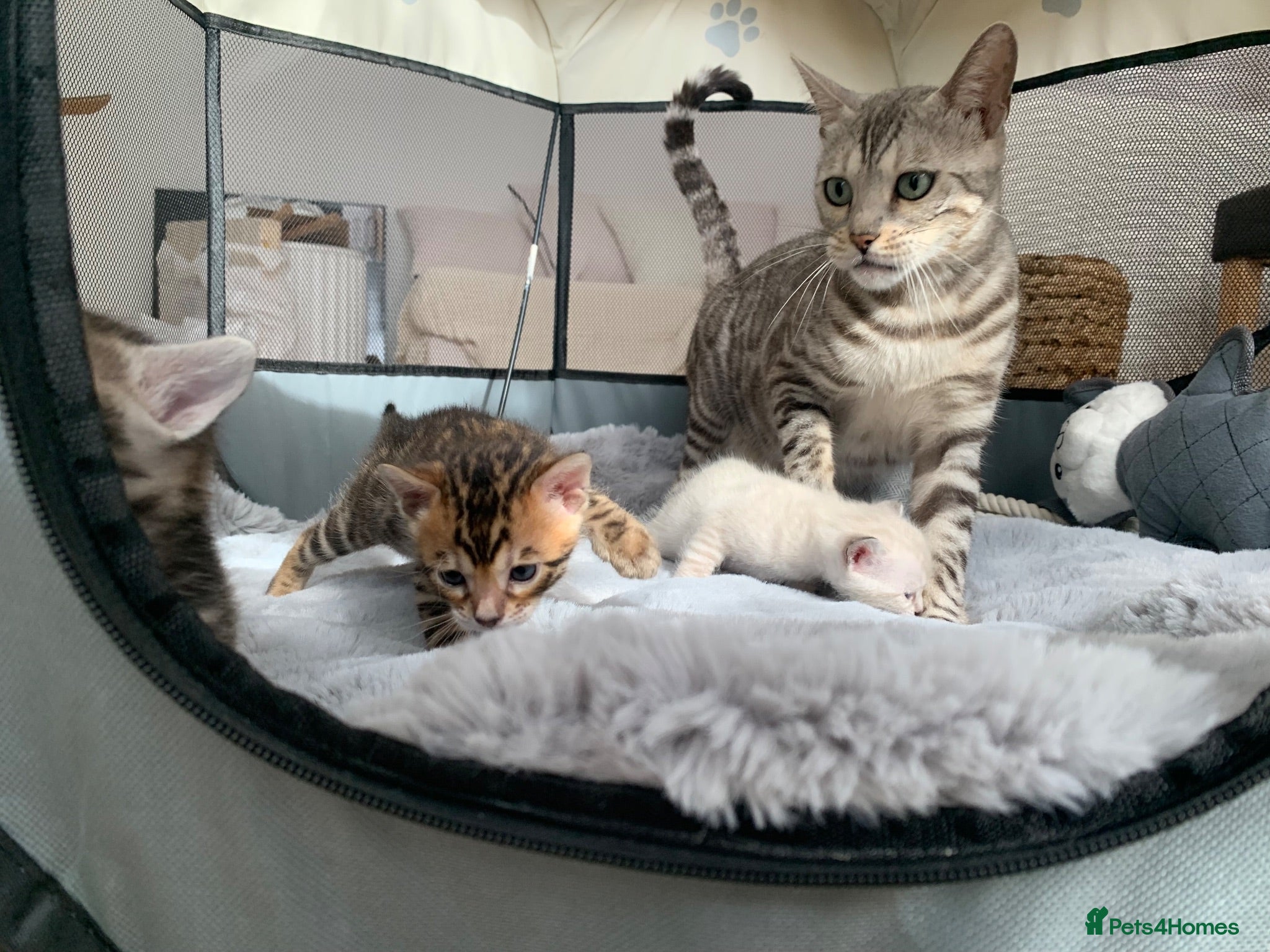 Bengal cats 🏆🤩Luxury Champion Pure Bengals🏆🤩 - Advert 15