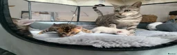 Bengal cats for sale: 🏆🤩Luxury Champion Pure Bengals🏆🤩 in Birmingham - Advert 1