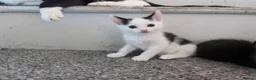 Mixed Breed cats for sale: 3 beautiful kittens  - Advert 11