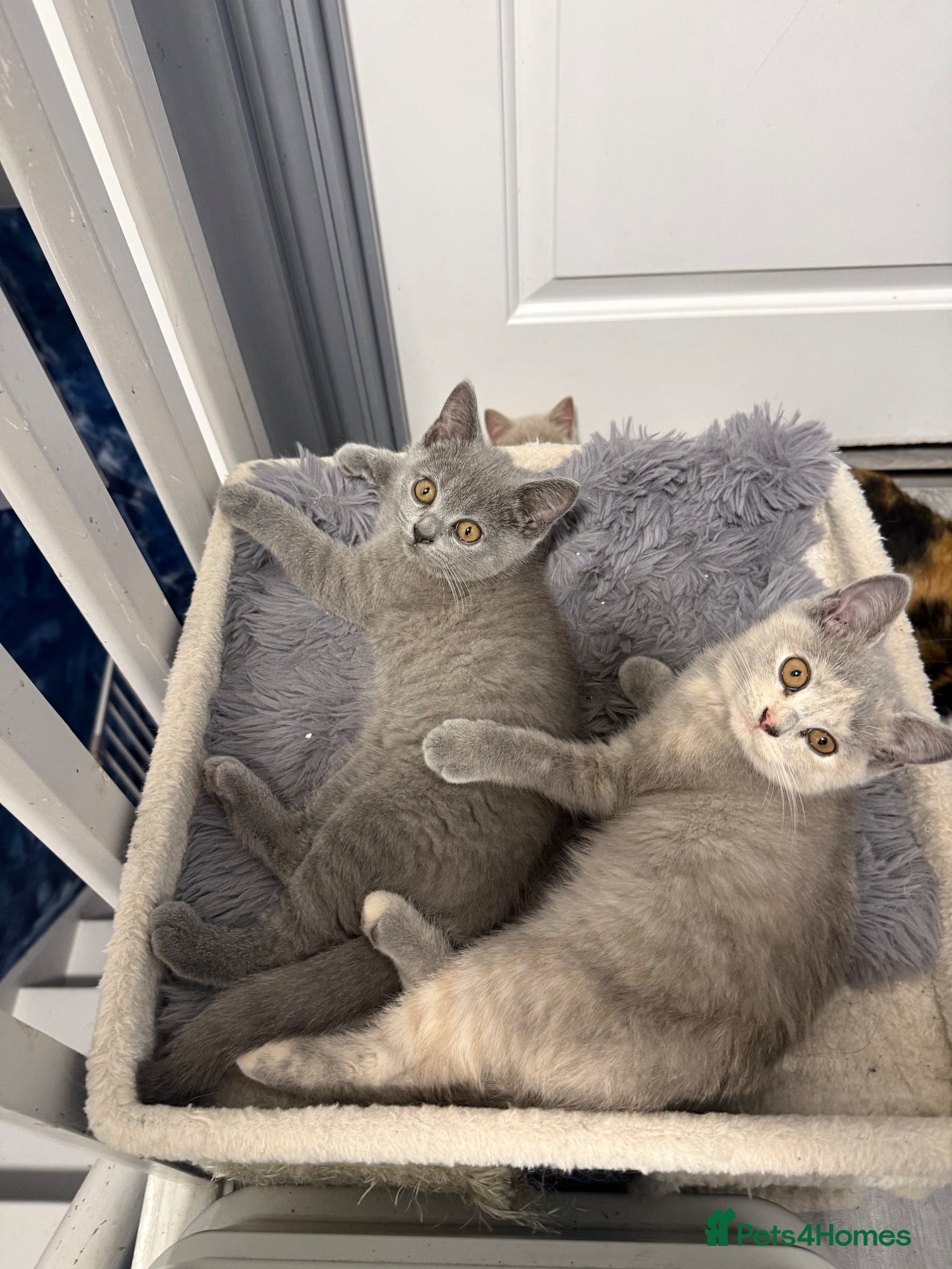 British Shorthair cats 🦁😻🦁 Beautiful British Shorthair and Longhair  - Advert 2
