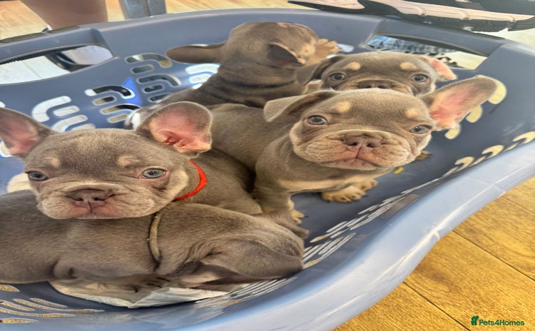 French Bulldog dogs - Advert 16