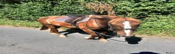 Other Breed horses for sale: Super smart potential PC/RC/Event/Allrounder - Advert 11