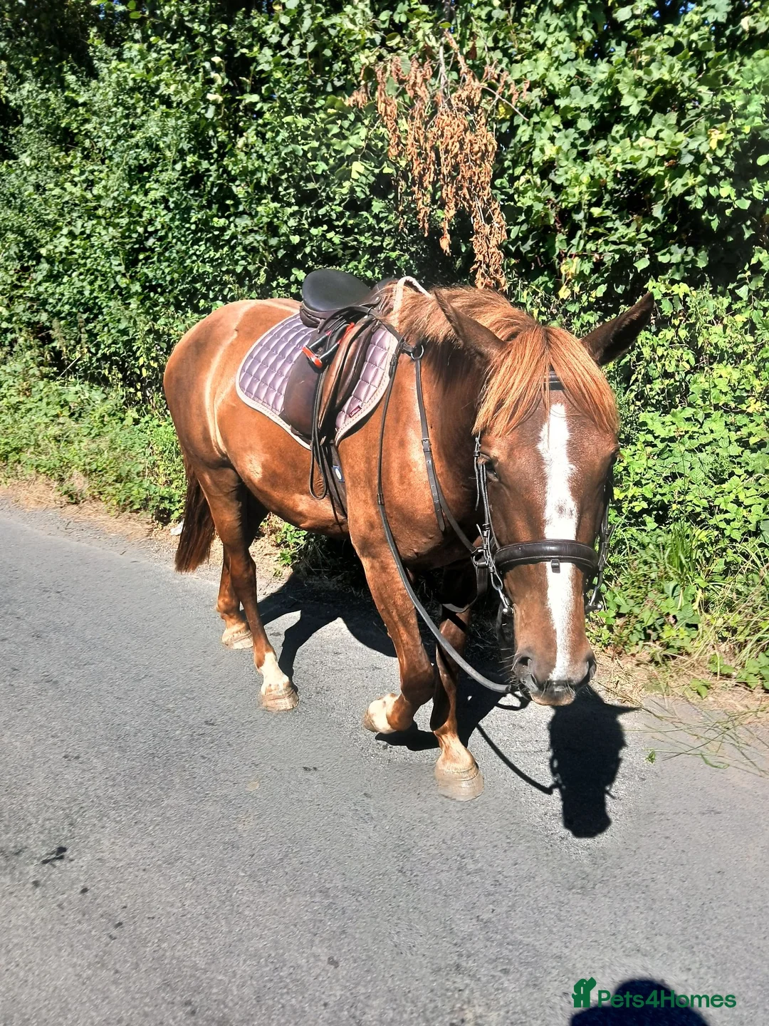 Other Breed horses for sale: Super smart potential PC/RC/Event/Allrounder - Advert 11