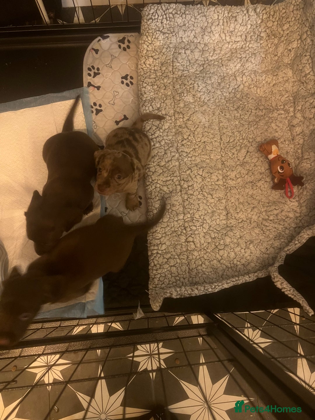 Mixed Breed dogs for sale: LAST GIRL 🩷 daxipoo - Advert 8