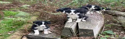 Border Collie dogs for sale: Farm bred border collie puppies - Advert 4