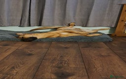 German Shepherd dogs for sale: 1 year old german Shepherd  - Advert 4