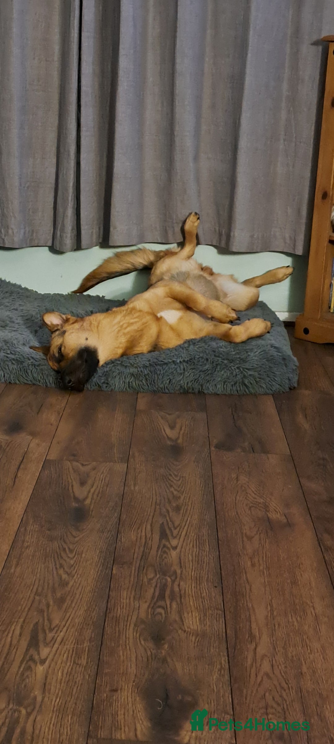 German Shepherd dogs for sale: 1 year old german Shepherd  - Advert 4