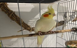 Cockatiels birds for sale: Beautiful Lutino Female Cockateil - Image 3