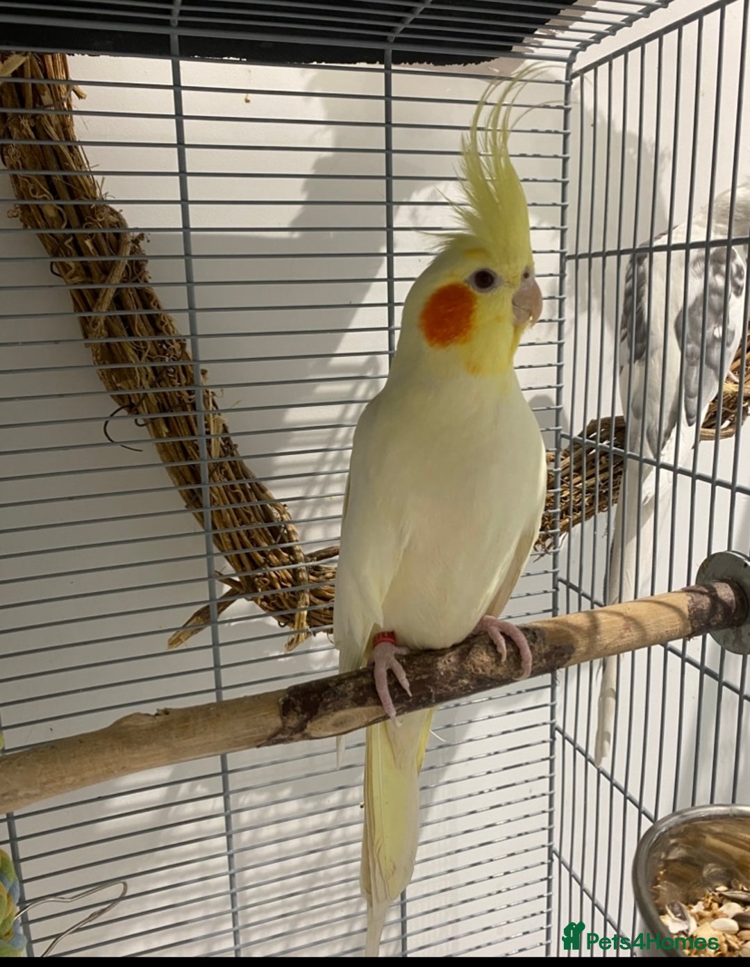 Cockatiels birds for sale: Beautiful Lutino Female Cockateil - Image 3