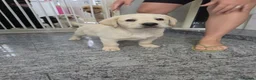 Labrador Retriever dogs for sale: Two white labradors in Newport - Advert 5