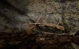 Gecko reptiles for sale: Crested gecko - Image 3