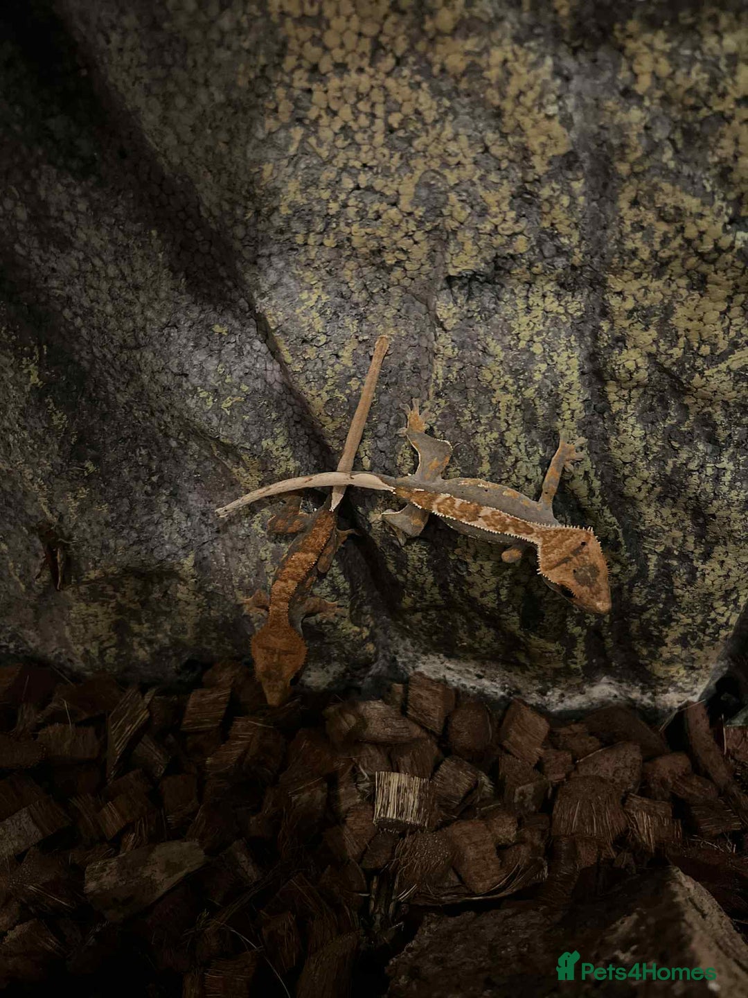 Gecko reptiles for sale: Crested gecko - Image 3