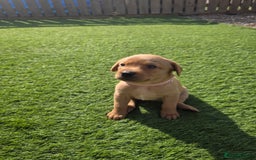 Labrador Retriever dogs for sale: KC Red Fox Labrador Pups - Image 4