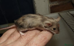 Mouse rodents for sale: Satin, long and short haired varieties  - Image 29