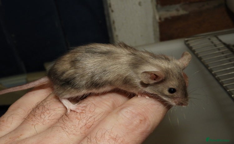 Mouse rodents - Advert 16