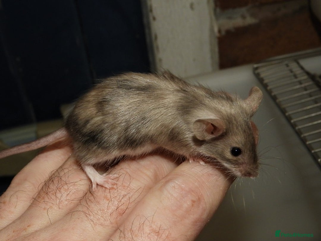 Mouse rodents for sale: Satin, long and short haired varieties  - Image 29