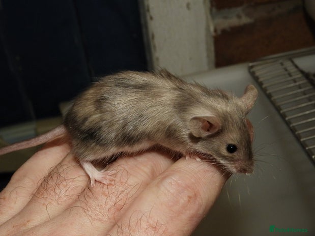 Mouse rodents - Advert 7