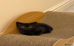 British Shorthair cats for sale: BSH X Scottish  - Image 14