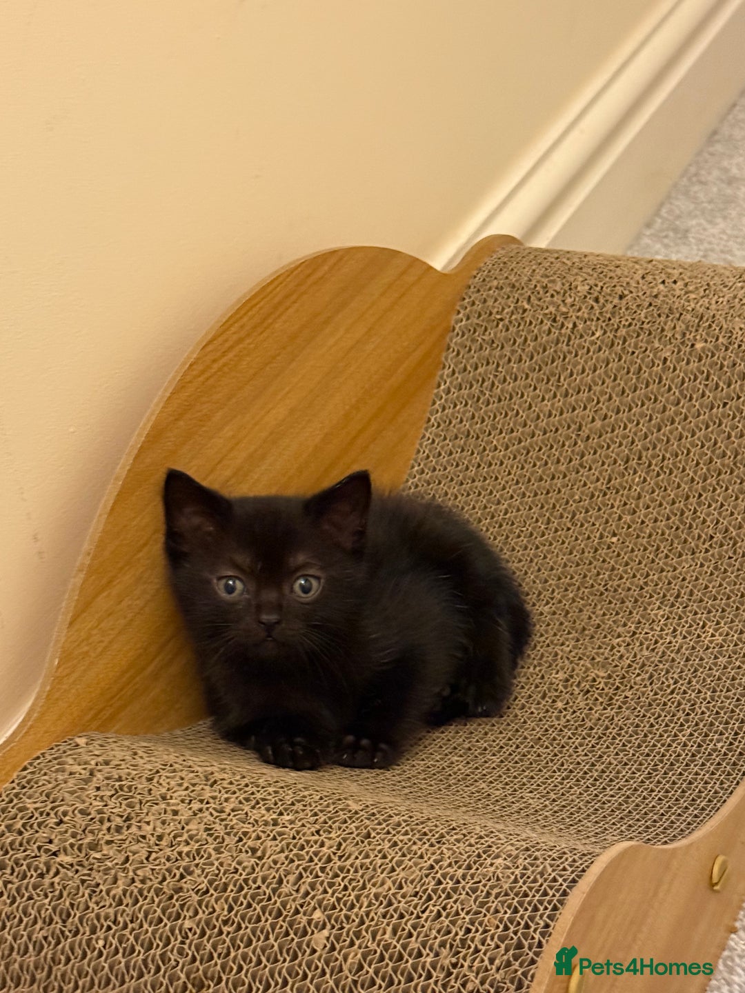 British Shorthair cats for sale: BSH X Scottish  - Image 14