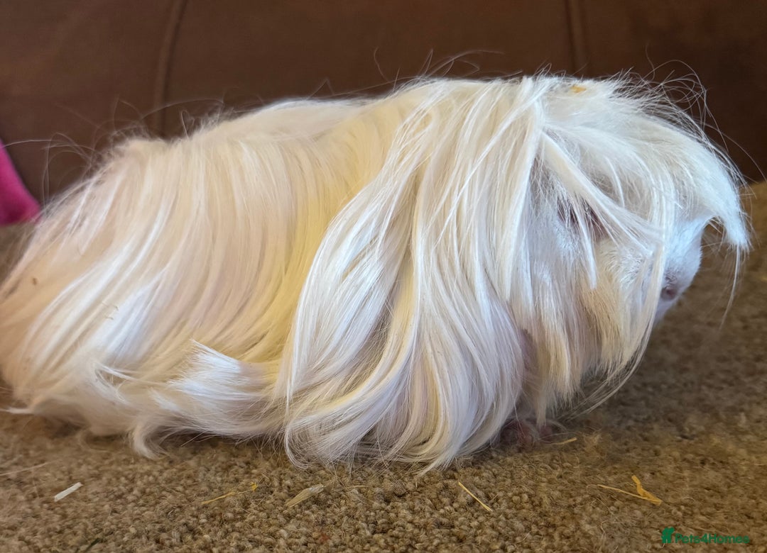 Guinea Pig rodents for sale: Peruvian guinea pigs sow/ boar (pair ) - Advert 5