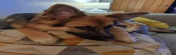 German Shepherd dogs for sale: Freya - Advert 1