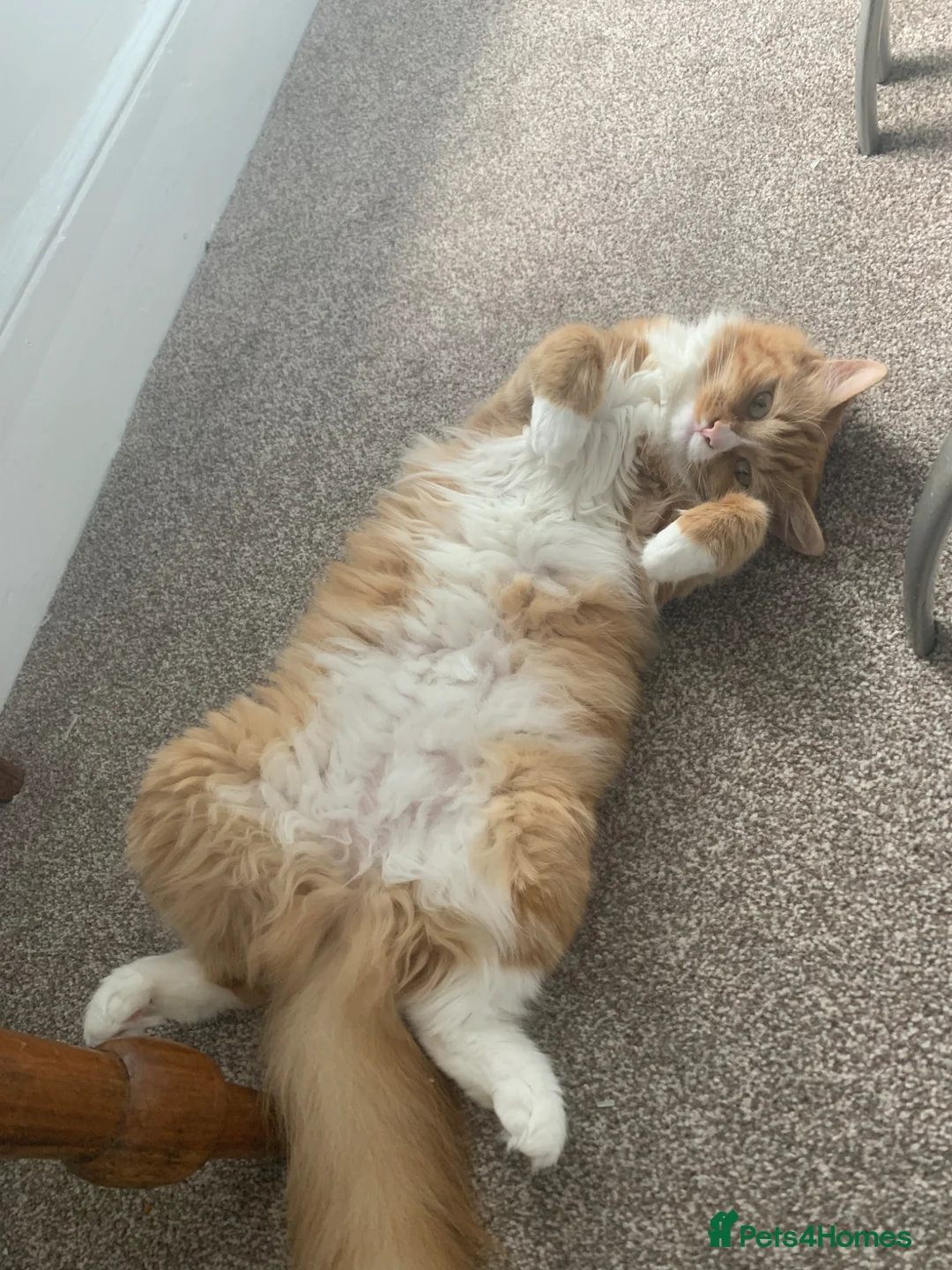 Mixed Breed cats for sale: 4 beautiful rag doll x kitten. 1 boy and 3 girls. - Advert 1