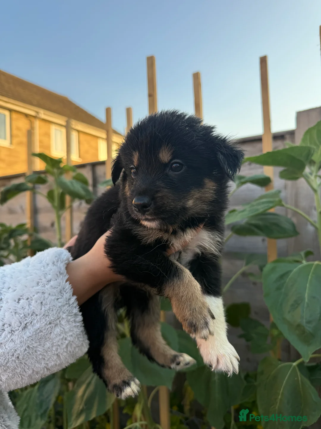 Mixed Breed dogs for sale: 7 collie puppies in Cinderford - Advert 8