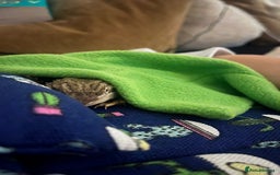 Bearded Dragon reptiles for sale: Sweetest Rankin Dragon needing a new home - Advert 9