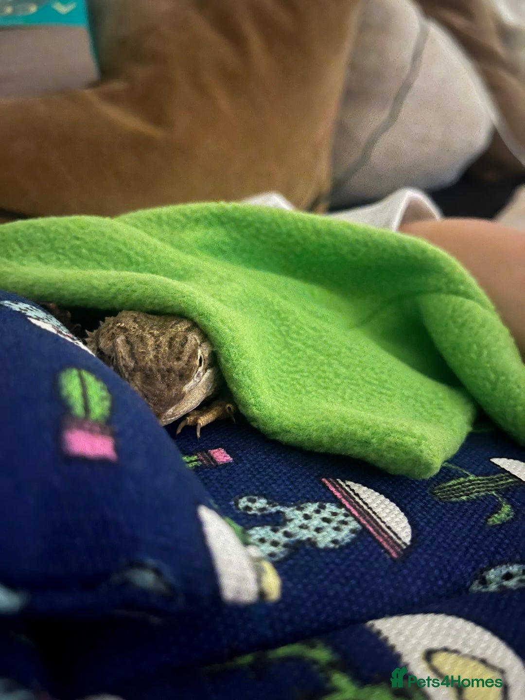 Bearded Dragon reptiles for sale: Sweetest Rankin Dragon needing a new home - Advert 9