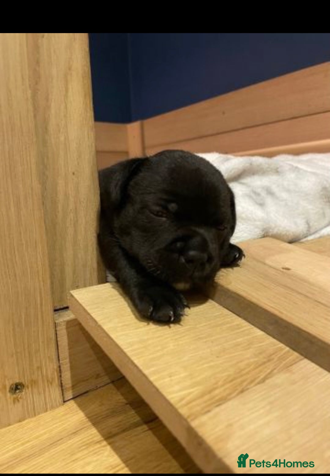 Staffordshire Bull Terrier dogs for sale: 🐶WORMED STAFFORDSHIRE BULL TERRIER PUPPIES 🐶 - Advert 7